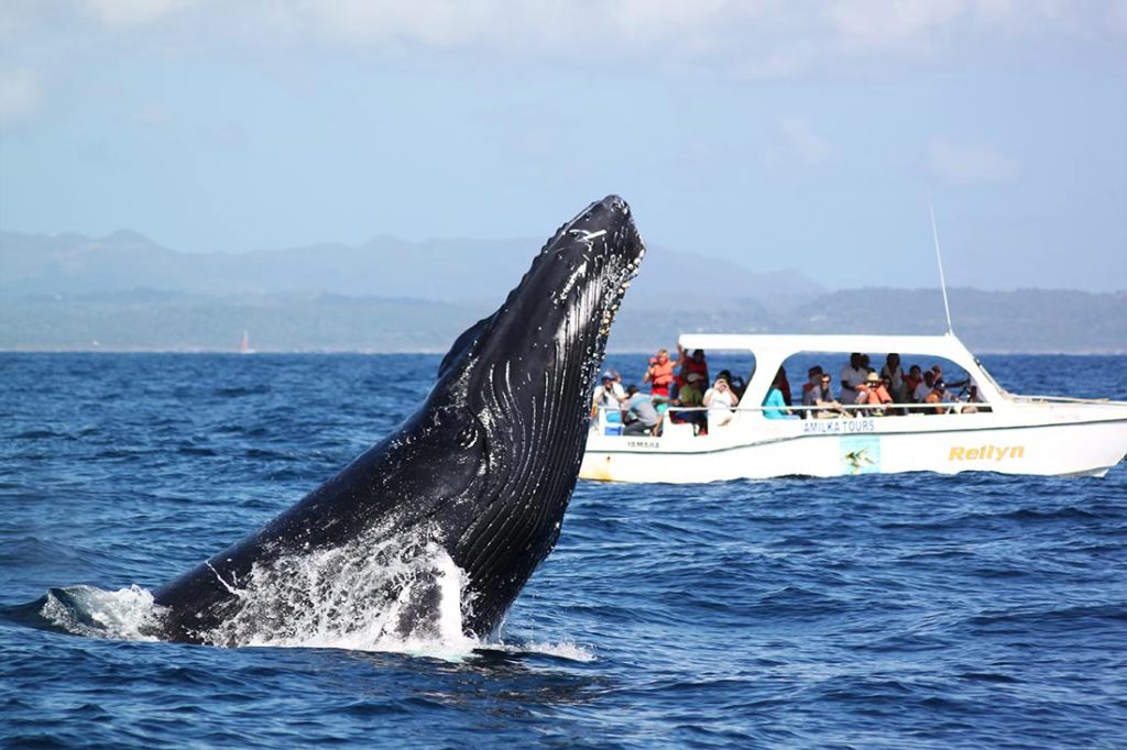 Santuario de Ballenas Jorobadas en Samaná